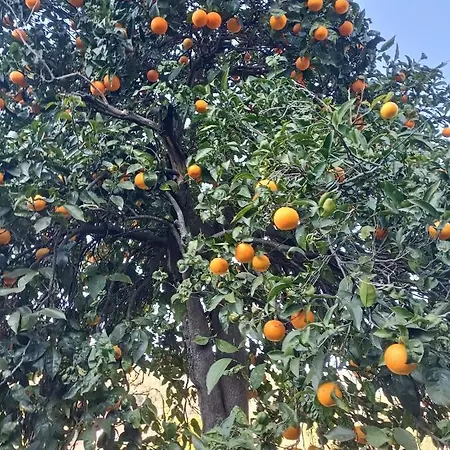 Da Ange E Bru セストリ・レヴァンテ