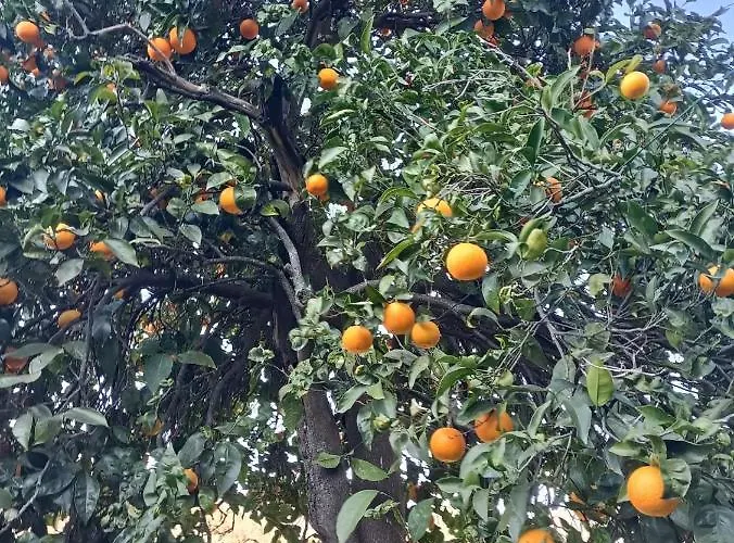 Da Ange E Bru Σέστρι Λεβάντε