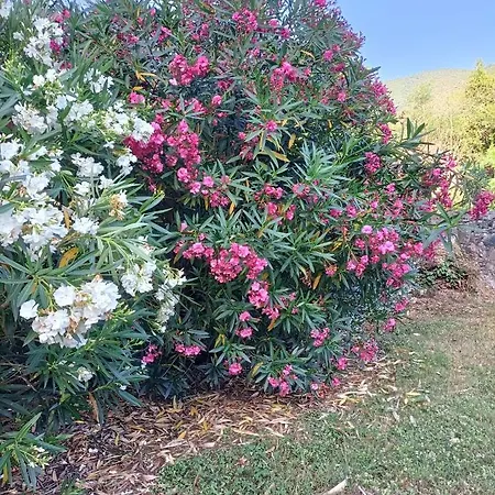 Da Ange E Bru Sestri Levante