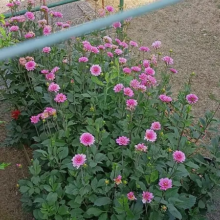 Da Ange E Bru Sestri Levante