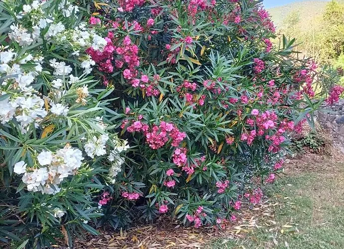 Da Ange E Bru Sestri Levante