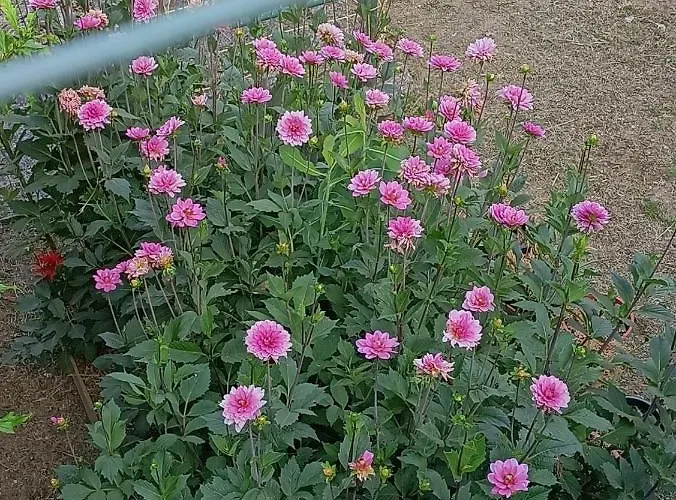 Da Ange E Bru Sestri Levante